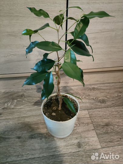 Фикус, бересклет