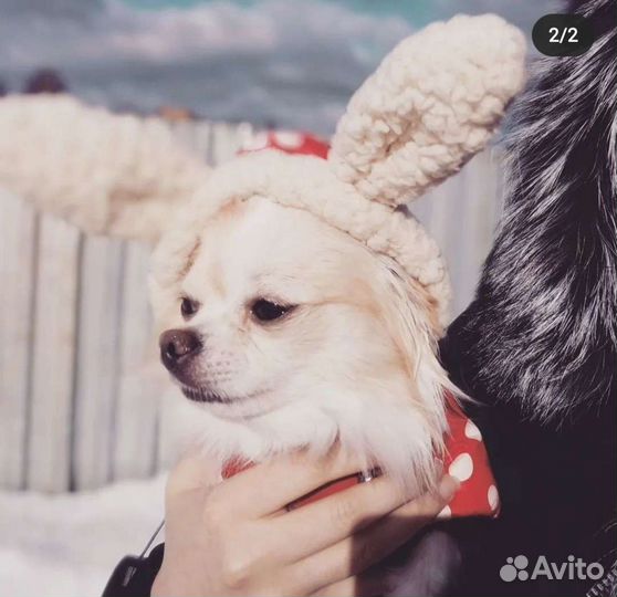 Комбинезон для чихуахуа