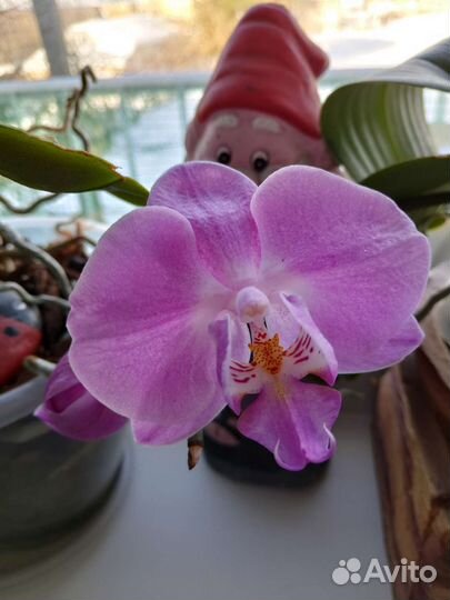 Орхидея фаленопсис