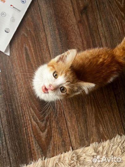 Рыжий котенок в добрые руки