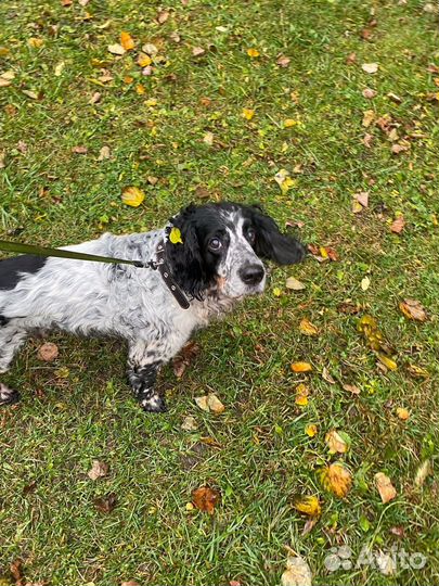 Русский спаниэль для вязки