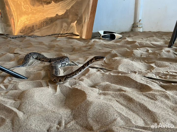 Аренда змеи