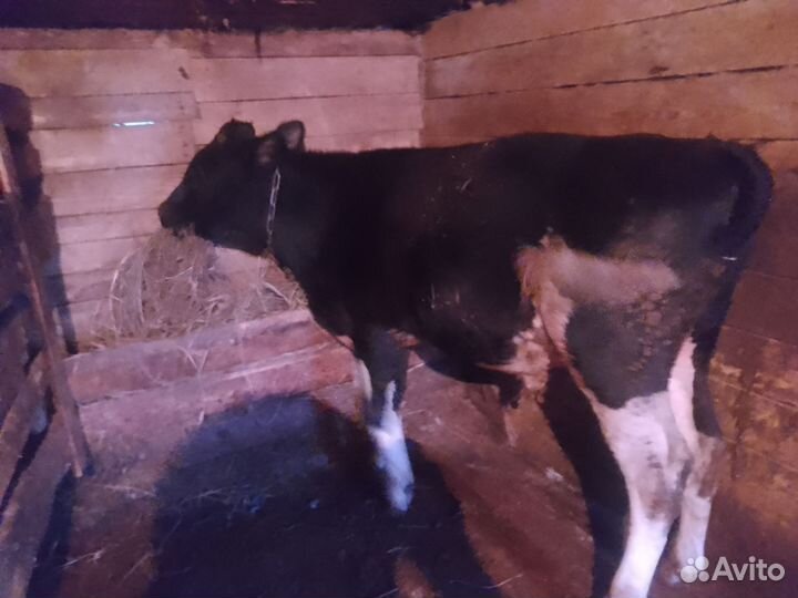 Бык и телки