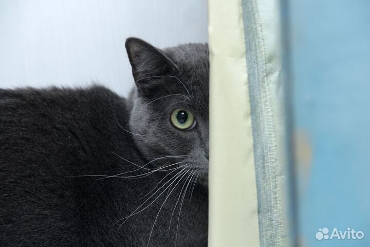 Кошечка Дунюшка ищет Человека с добрым сердцем