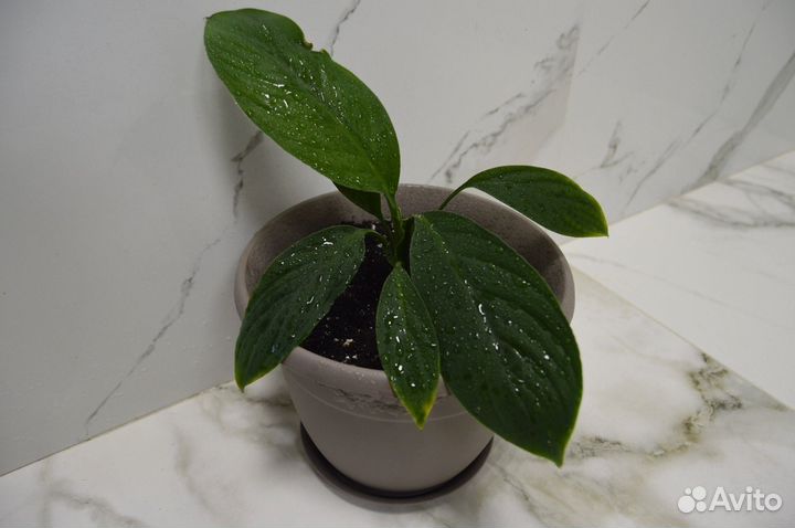 Спатифиллум сенсация