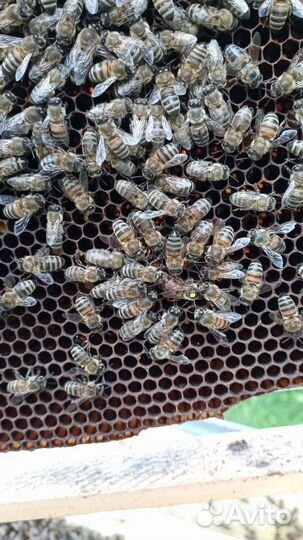 Плодные пчело матки на рамке с пчелой. к