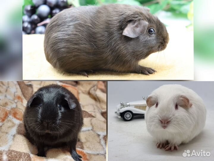 Морские свинки селфы