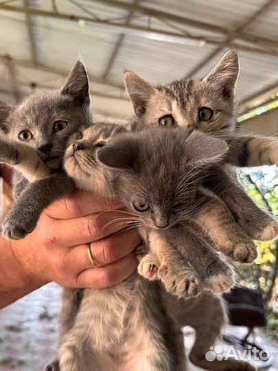 Котята в добрые руки бесплатно