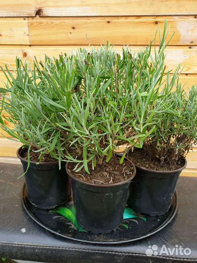 Лаванда саженцы зимостойкая