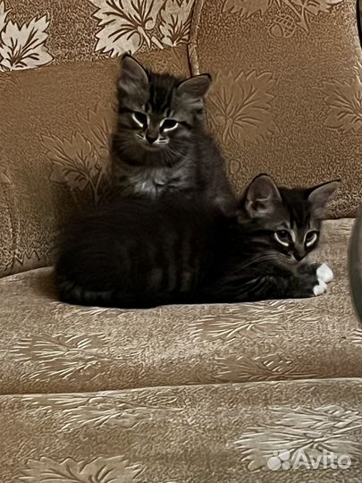 Котята отдам бесплатно