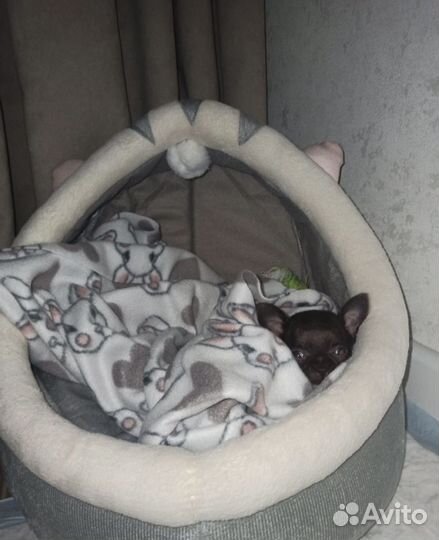 Передержка домашних животных