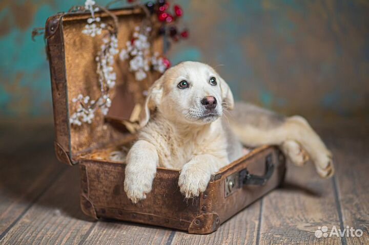 Щенки от лабрадора и хаски в добрые руки