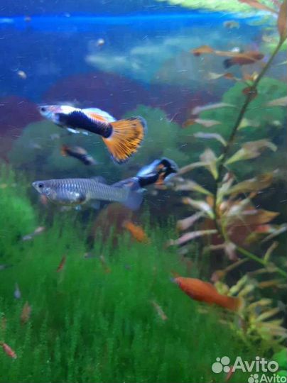 Аквариумные рыбки