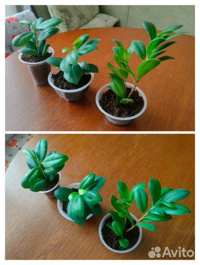 Комнатные цветы (фикусы, гибискус)