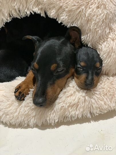 Цвергпинчер