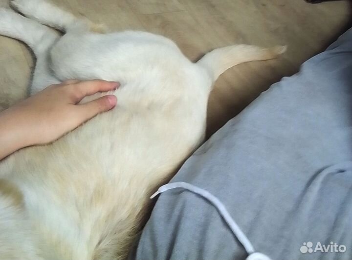 Щенок лабрадора девочка