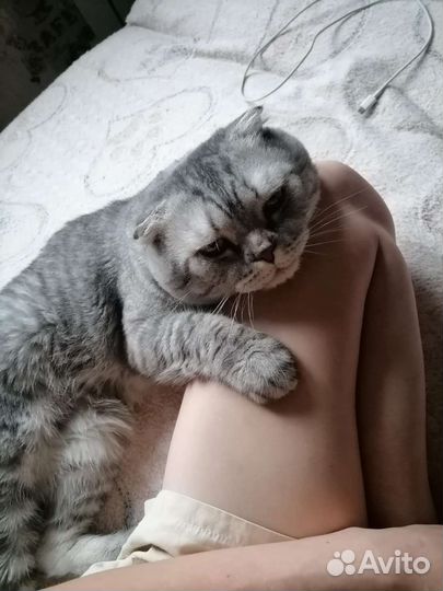 Британец отдам кота