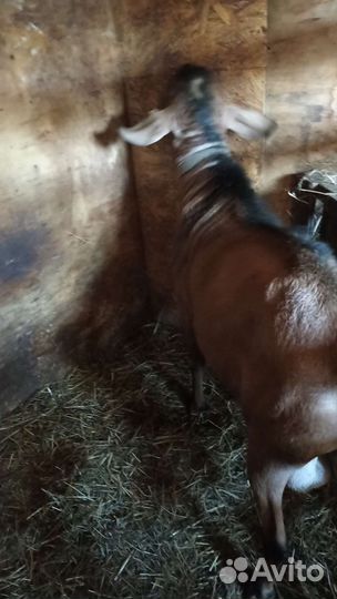 Нубийский козел