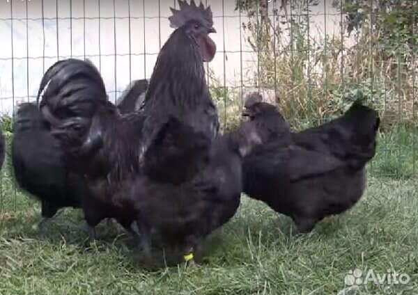 Ухейилюй яйцо