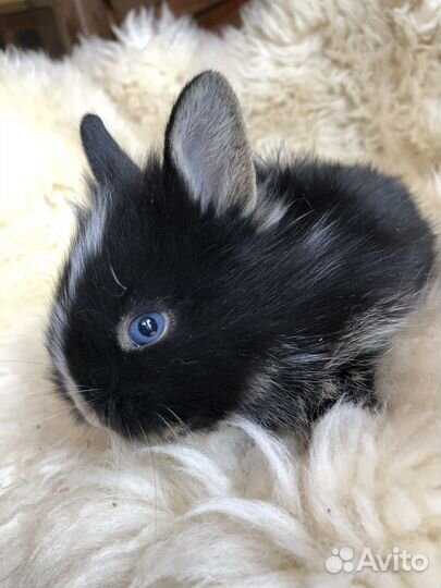 Львиноголовые карликовые кролики