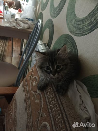 Котята шотландской вислоухой кошки