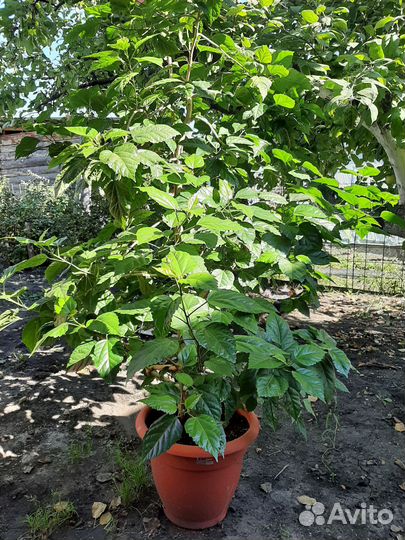 Китайская роза