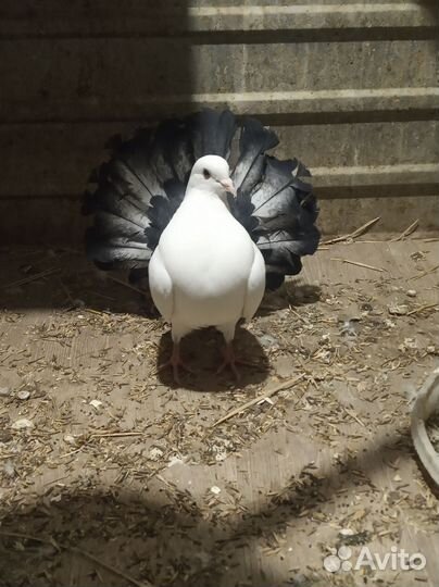 Голуби (павлины)