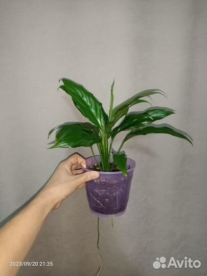 Спатифиллум Свит Лауретта