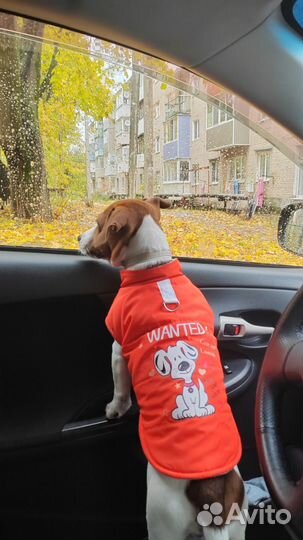 Одежда для собак