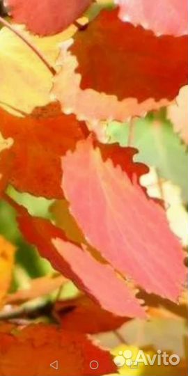 Саженцы осины