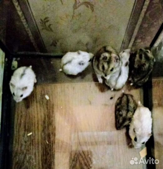 Джунгарский хомяк