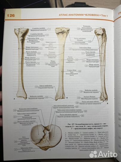 Атлас по анатомии