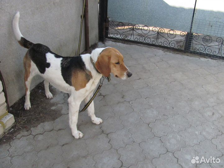 Русская пегая гончая