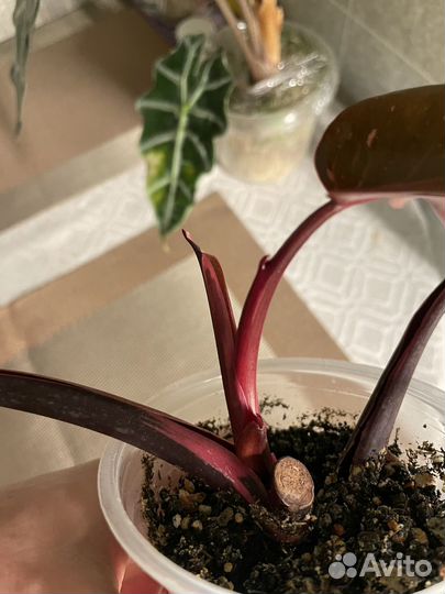 Филодендрон Розовая Принцесса (Pink princess)