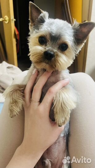 Йоркширский терьер вязка