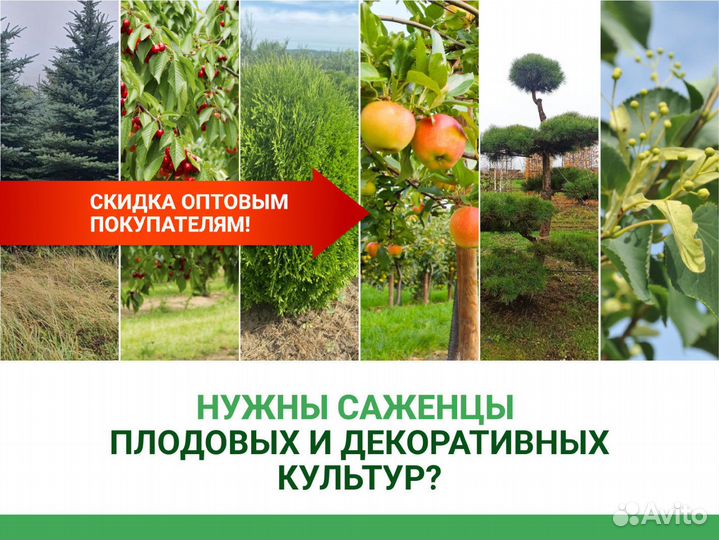 Деревья крупномеры из питомника