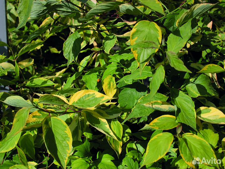 Дерен белый 