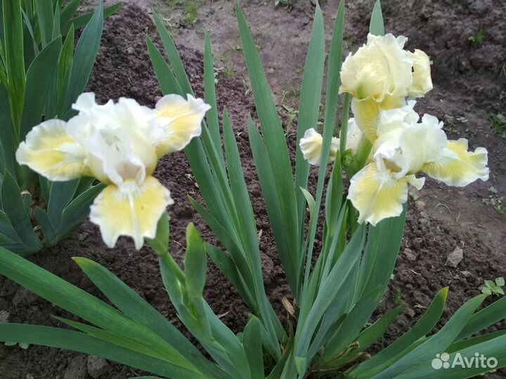 Ирисы карликовые