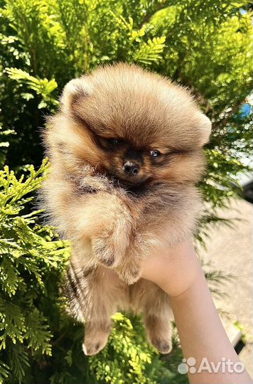 Померанский шпиц
