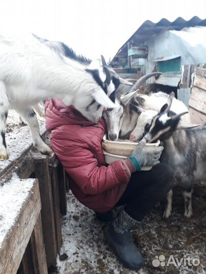 Козы и козлята продажа