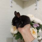Карликовые крольчата