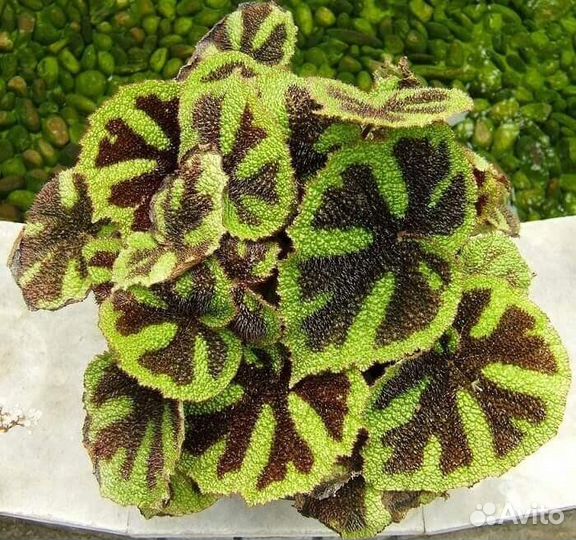 Бегония Мэсона