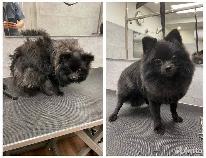 Груминг / Стрижка собак и кошек с выездом на дом