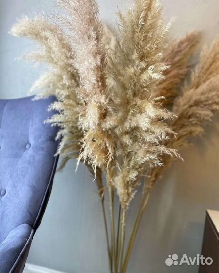 Кортадерия. Пампас. Сухоцветы