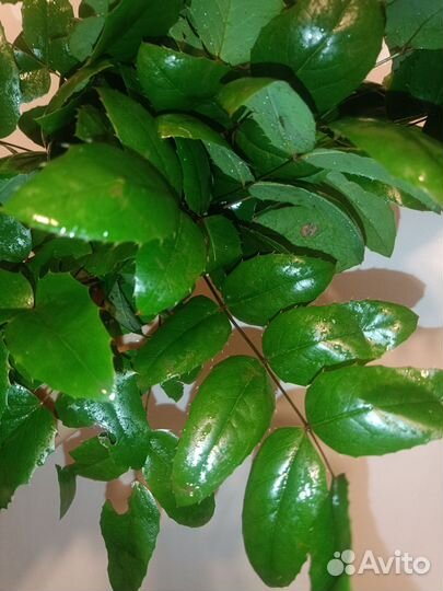 Корм для палочников Магония куст, пакет