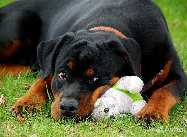 Передержка, выгул, кормление. Отпуск,выходные