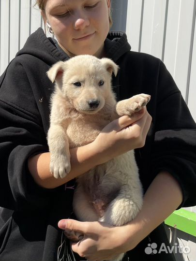 Щенок в добрые руки