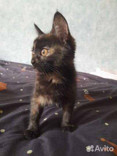 Домашние животные