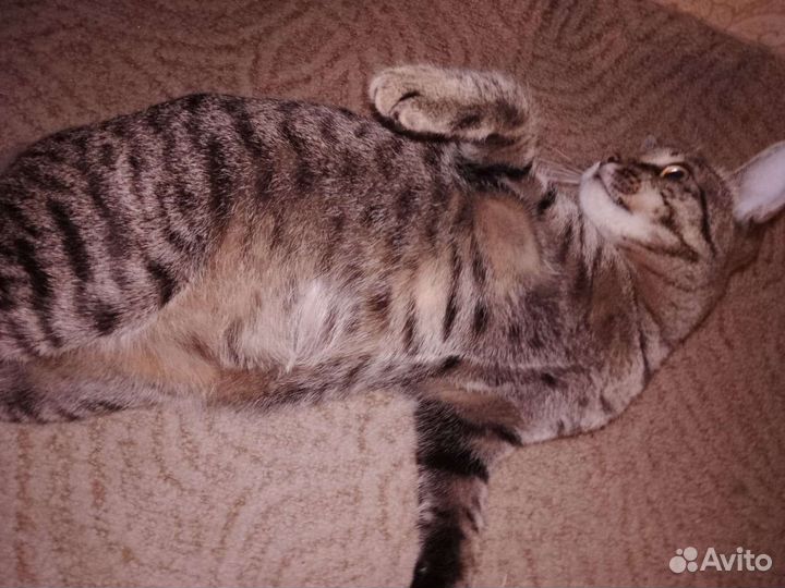 Кошка в добрые руки