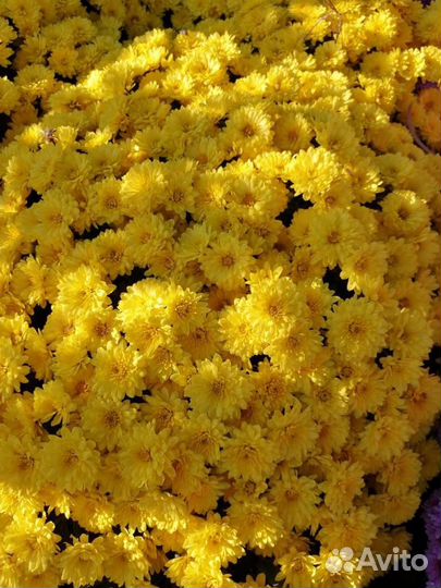 Хризантема шаровидная